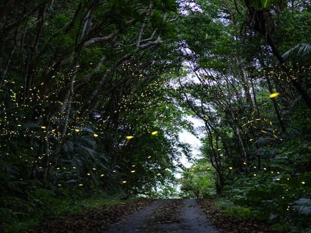 幻想的な風景を見に行こう！